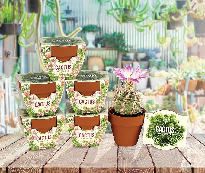 BUZZY Seeds Terracotta Mini Grow Pots | Herb, Plant, Flower Starter Kit for Kids & Adults | Mini Cactus 6-Pack, Daydream Collection | Guaranteed to Grow | Best Indoor Grow Your Own Plant