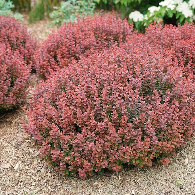 2 Gallon Proven Winner Sunjoy Mini Maroon Barberry Shrub