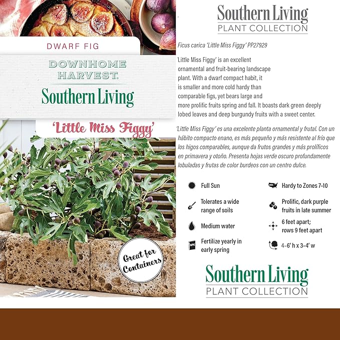 Southern Living Plant Collection 2 Gallon 'Little Miss Figgy' Fig Plant