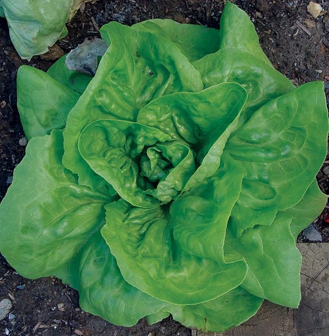 Burpee Dynamite Lettuce Seeds 500 seeds