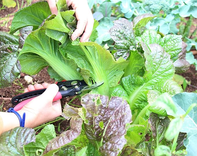 TABOR TOOLS S851A Bypass Hand Pruner with Compound Action, Makes Clean Cuts. Professional Sharp Secateurs, Pruning Shears, Garden Shears, Clippers for the Garden.