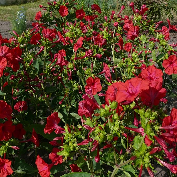 Outsidepride 1 lb. Perennial Mirabilis Jalapa Four O' Clock Red Flower Seeds for Planting