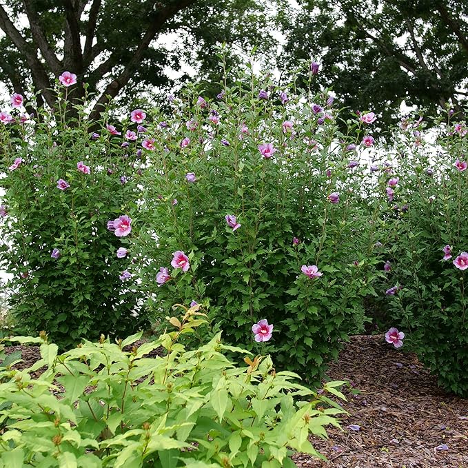 2 Gallon Proven Winners Hibiscus Purple Pillar Shrub
