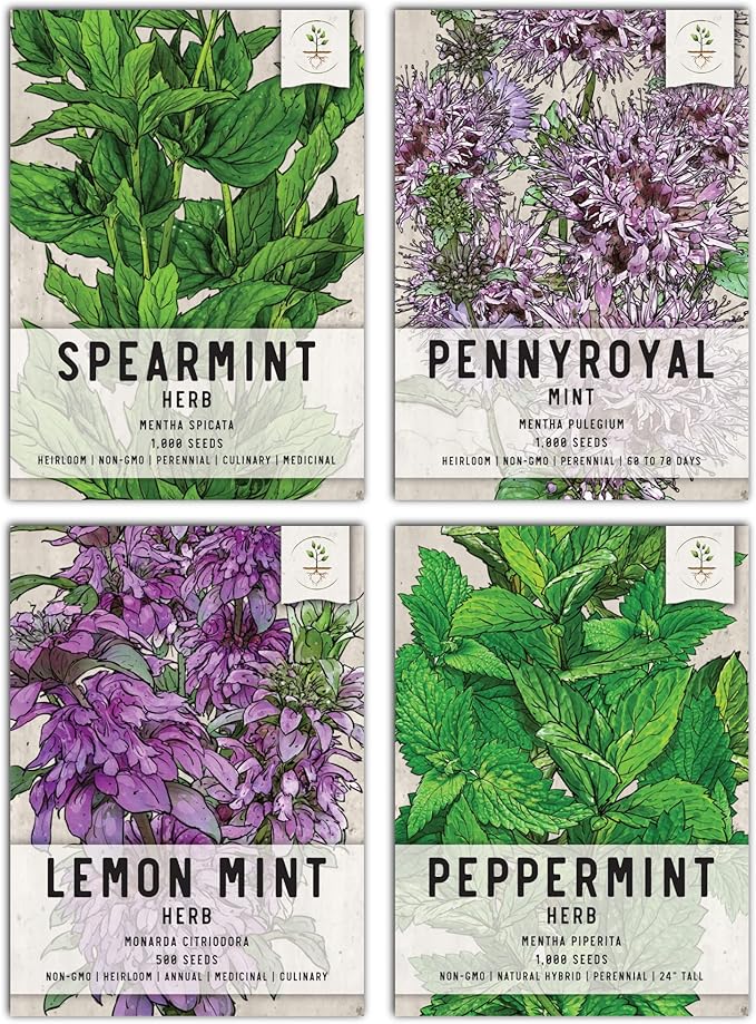 Seed Needs, Mint Seed Packet Collection (4 Individual Varieties of Mint Seeds for Planting) Heirloom, Non-GMO & Untreated - Spearmint, Peppermint, Lemon Mint and Pennyroyal Mint