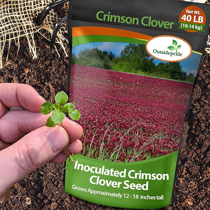 Outsidepride Crimson Clover Seeds - 40 lbs. Annual, Nitrocoated, & Inoculated Ground Cover Seeds, Ideal Clover Seed for Lawn, Cover Crop, Pasture, Hay, Green Manure & Wildlife Forage