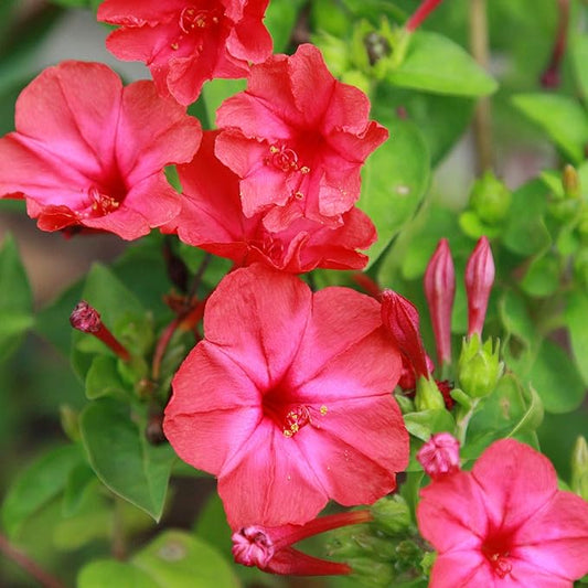 Outsidepride 1 lb. Perennial Mirabilis Jalapa Four O' Clock Red Flower Seeds for Planting