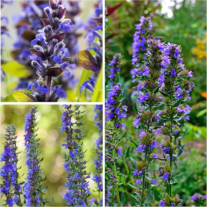 Seed Needs, Blue Hyssop Seeds - 500 Heirloom Seeds for Planting Hyssopus officinalis - Medicinal Herb for an Indoor/Outdoor Garden, Non-GMO & Untreated (2 Packs)