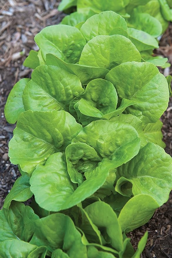 Burpee Burpee Bibb Lettuce Seeds 2500 seeds