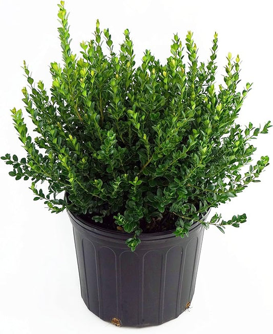 Buxus macro. asiat. 'Baby Gem' (Boxwood) Evergreen, #3 - Size Container