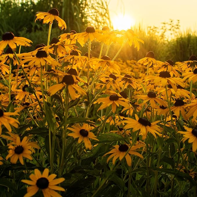 The Old Farmer's Almanac Black Eyed Susan Seeds (Rudbeckia) - Approx 1200 Flower Seeds Flower Seeds - Premium Non-GMO, Open Pollinated, USA Origin