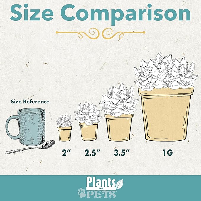 6" Sedum Burrito, Burros Tail Succulent Plants Live Succulent, Sedum Plants Live Succulents Plants Live Houseplants Live Indoor Plants Live Plants Indoor House Plants Indoors Live by Plants for Pets