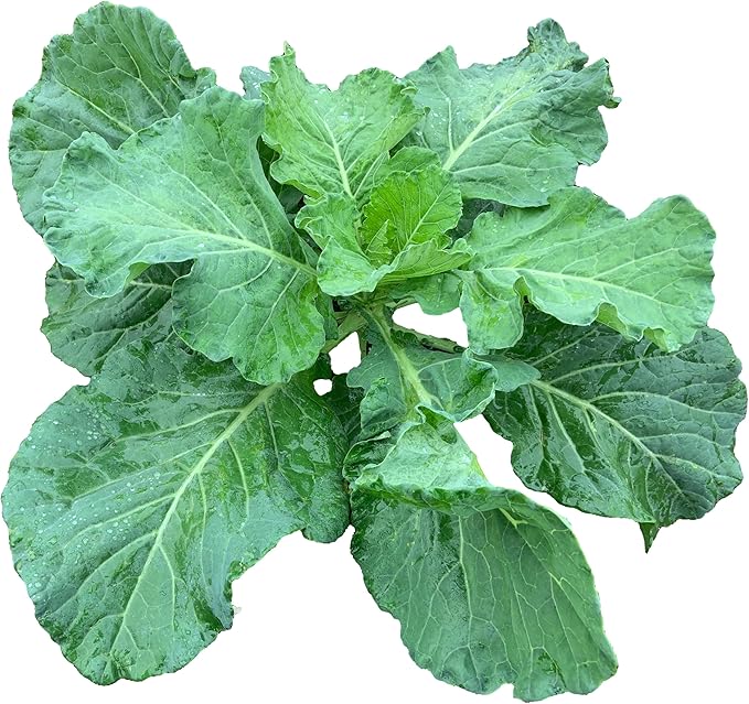 1000+ Georgia Southern Collard Greens Seeds for Planting - Heirloom, Non-GMO, USA Grown