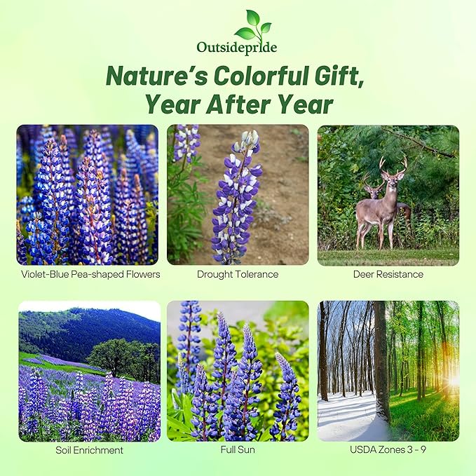 Outsidepride 500 Seeds Perennial Blue Lupine Flower Seeds for Planting