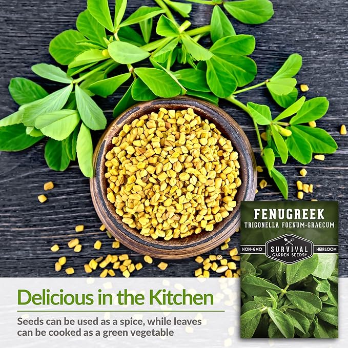 1 Pack Fenugreek Seed for Planting with Instructions to Grow Samudra Methi in Your Home Vegetable Garden - Non-GMO Heirloom - Good Microgreens or Sprouts - Survival Garden Seeds