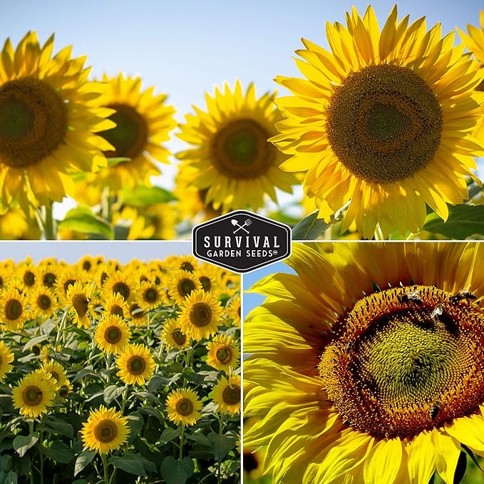 Survival Garden Seeds Edible Sunflower Seeds Vault – Gigantic Flowers with Delicious Seeds - Oil-Rich Mammoth & Black Russian Sunflower Seeds - Non-GMO Heirloom for Planting & Growing