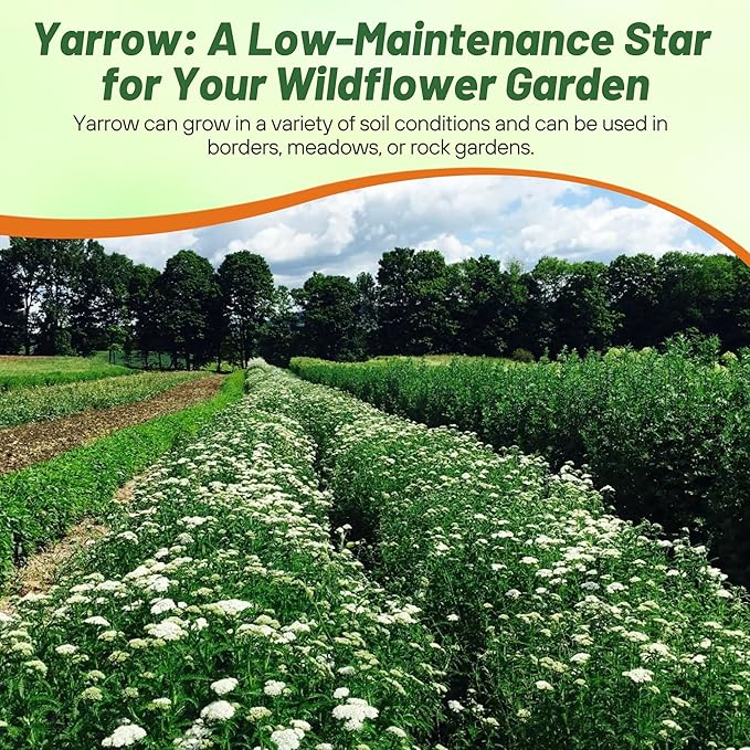 Outsidepride Achillea Millefolium Wild White Yarrow Seeds - 5000 Pcs Perennial Flower Seeds, Drought Resistant, Low Maintenance & Easy Planting for Beautiful Garden & Fireflies Attraction