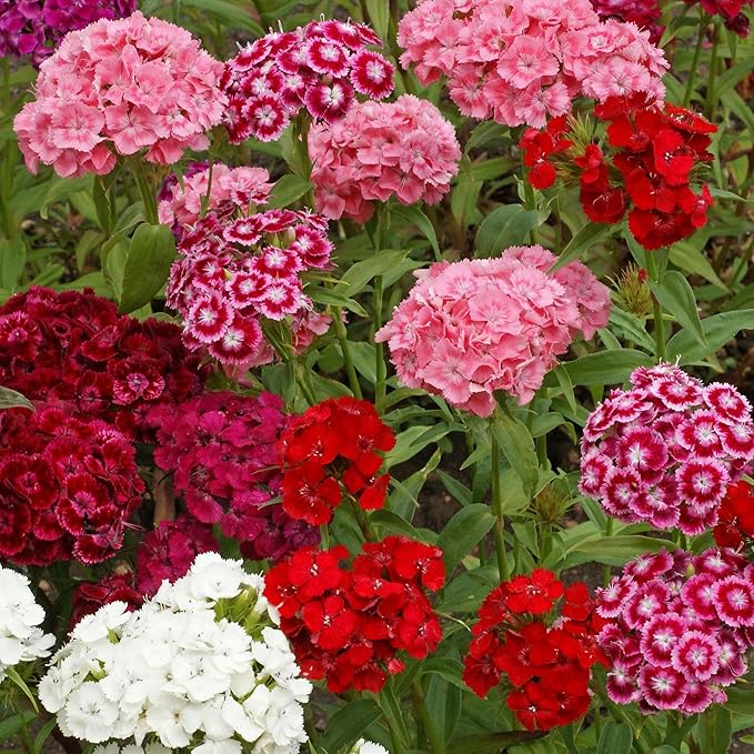 Outsidepride Sweet William Dianthus Seeds - 1/4 Lb. Perennial, Winter Hardy Wildflower Seeds w/Fragrant & Vibrant Blooms, Ideal for Pollinator Gardens, Cut Flowers & Colorful Landscaping