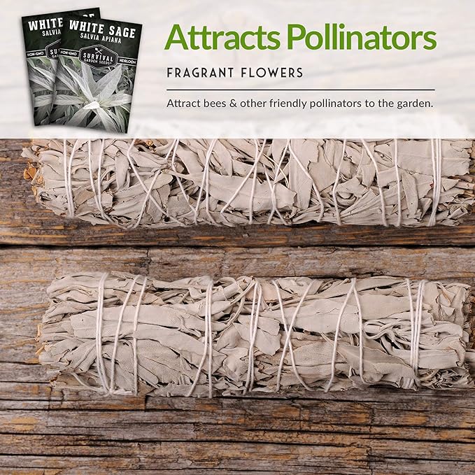 Survival Garden Seeds - 3 Packs White Sage Seed for Planting- Grow Sustainable Smudging Herbs - Packet with Instructions to Plant & Grow in Your Home Garden - Non-GMO Heirloom Variety