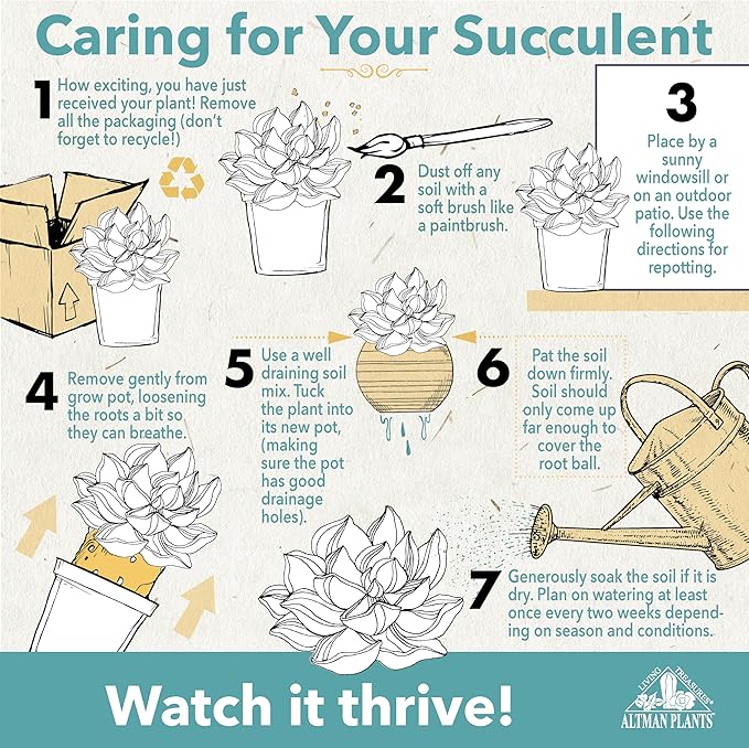 Altman Plants Live Jade Plant Collection (8PK), Classic Jade Plants in 2.5" Pots, Mini Succulents, Sunset Jade, Live Succulents, Crassula Ovata, Variegated Live Plants & House Plants in Succulent Soil