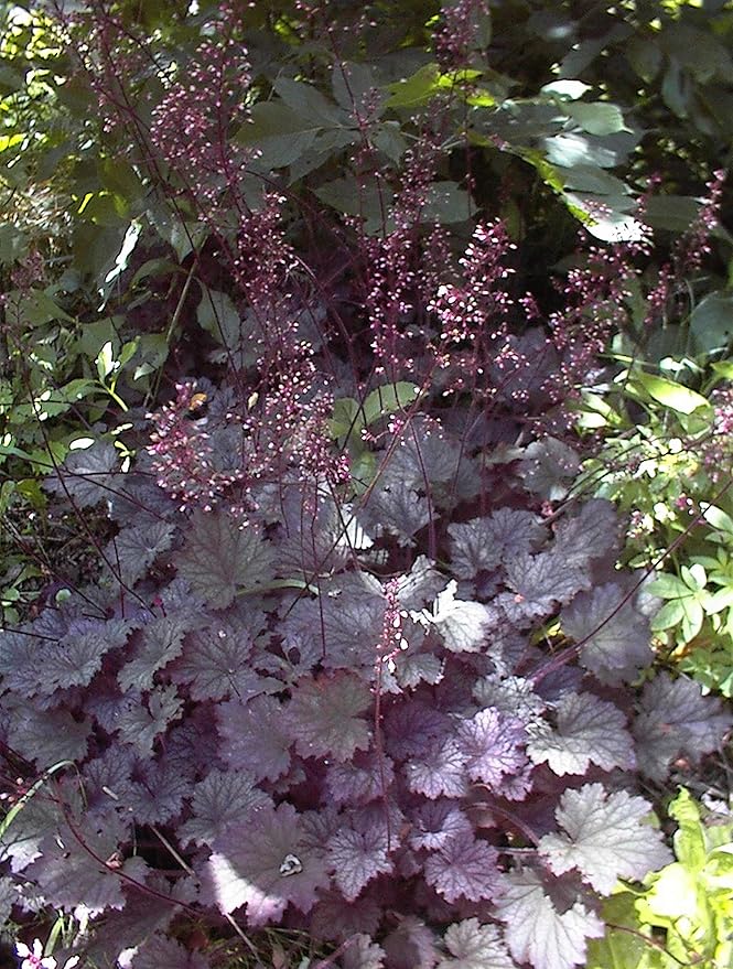 Heuchera 'Frosted Violet' (Coral Bells) Perennial, silver foliage with purple veins, 1 - Size Container