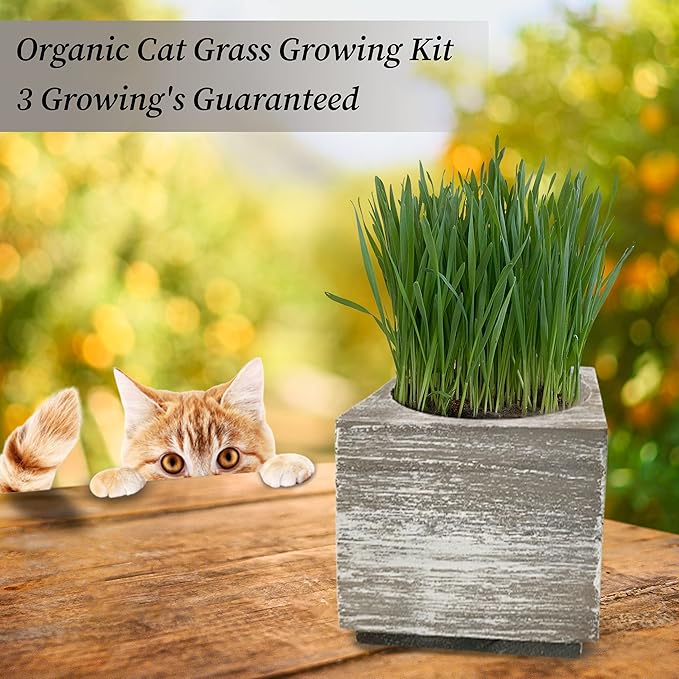 Cali Kiwi Organic Cat Grass Kit - Cat Grass for Indoor Cats with Toy – Natural Hairball Remedy, Supports Digestion & Health, Single Planter & Great Value (Sea Foam)