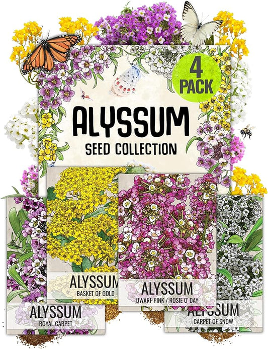 Seed Needs Heirloom Alyssum Flower Seed Packet Collection Variety Pack (Includes 4 Packets) Basket of Gold, Royal Carpet, Dwarf Pink & Carpet of Snow - Perfect for Rock Gardens