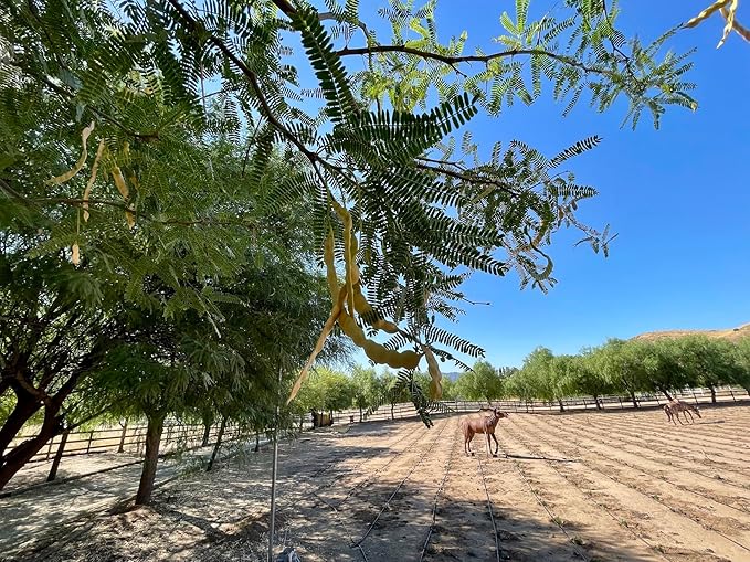 Drought-Tolerant Honey Mesquite (Prosopis) Tree Seeds (50+ Seeds) | Hardy, Fast-Growing | Perfect for Low-Water Gardens & Sustainable Landscaping