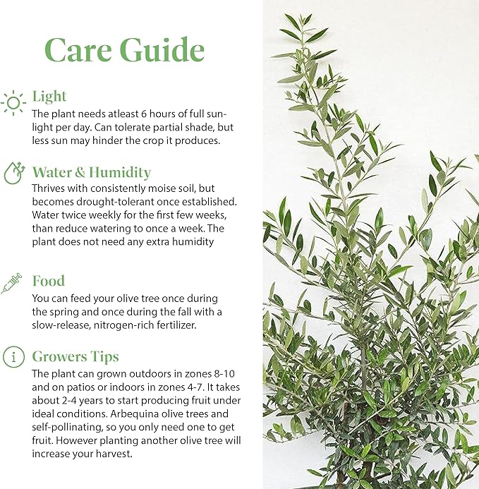 American Plant Exchange Live Olive Tree, Arbequina – Real Fruiting, Edible Indoor/Outdoor Houseplant – Medium 7.5-Inch Pot, Perfect for Home, Office, Patio & Garden Décor