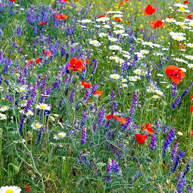 Wildflower Seeds Bulk, 3 Oz. 80,000+ Seeds, Partial Shade Flower Seeds, 19 Non-GMO Varieties of Flower Seeds for Shade - Wild Flowers Seeds Mix, Shade Tolerant Wildflowers for Partial Shade
