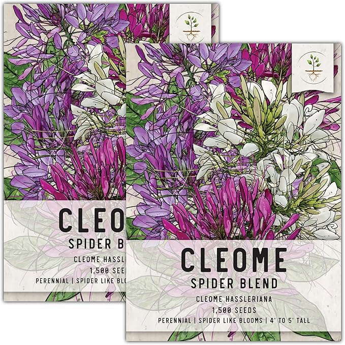 Seed Needs, Cleome Seeds - 1,500 Heirloom Seeds for Planting Cleome hassleriana - Spider Blend Attracts Butterflies, Bumblebees & Other Pollinators (2 Packs)