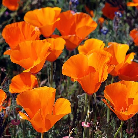 Outsidepride California Poppy Seed - 1/4 LB