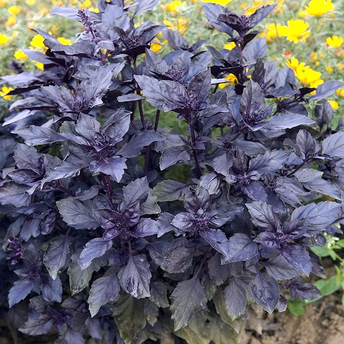 Outsidepride Dark Opal Basil Seeds – 2000 Pieces Annual Purple Basil Herb Seeds, Non-GMO, Ideal for Indoor & Outdoor Gardens, Aromatic Herb Borders for Fresh Flavor & Fragrant Foliage (AAS Winner)