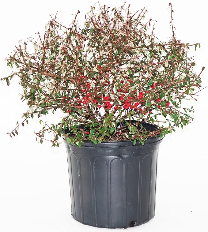 Cotoneaster dammeri 'Coral Beauty' (Coral Beauty Cotoneaster) Shrub, 3 - Size Container