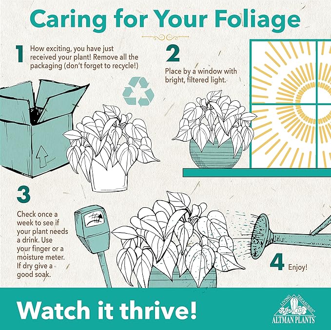 Altman Plants Crown of Thorns Plant (Euphorbia milii) in 4.25" Pot, Easy Plant Care, House Plant & Live Succulent, Year Round Indoor Flowering Plants with Indoor Plant & Live Cactus Soil Potting Mix