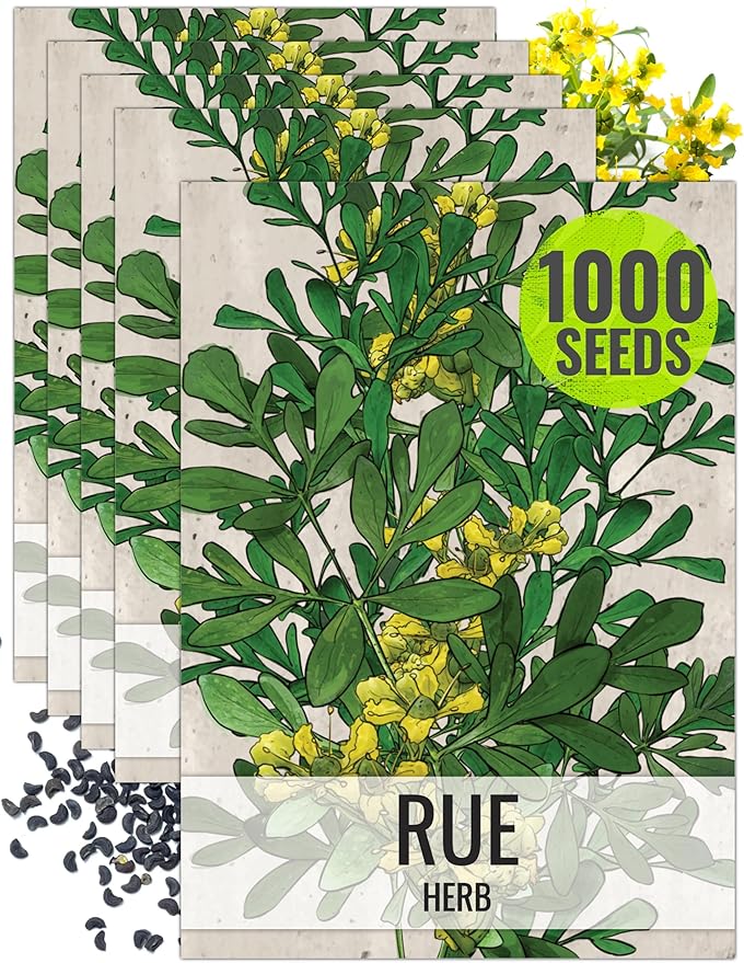 Seed Needs Rue Seeds for Planting - Non-GMO, Heirloom & Untreated Perennial Herbs - Organically Grow a Home Grown Medicinal Herb Garden Indoors or Outdoors (5 Packs)