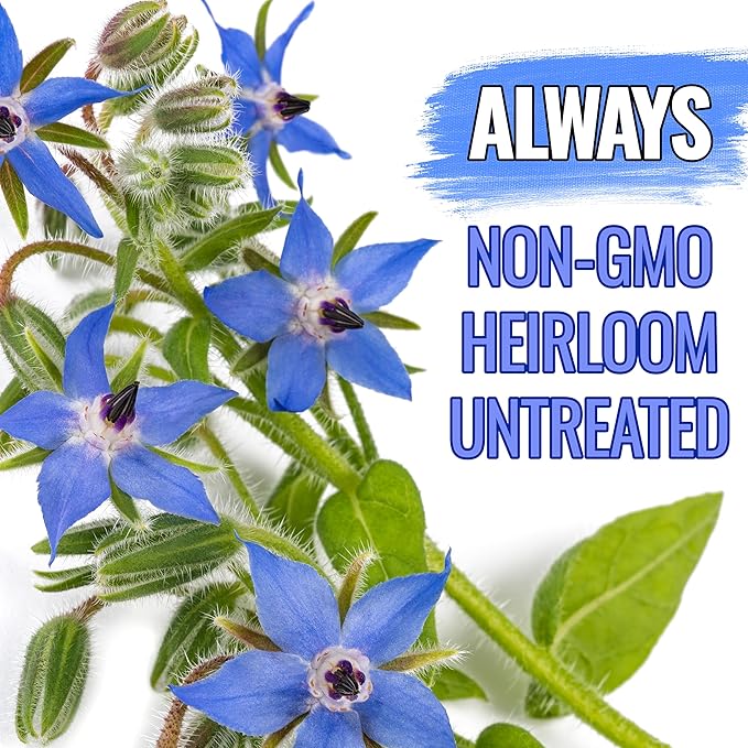 Seed Needs, Blue Borage Herb Seeds for Planting (Borago officinalis) Heirloom, Non-GMO & Untreated, Edible Flowers (1 Pack)
