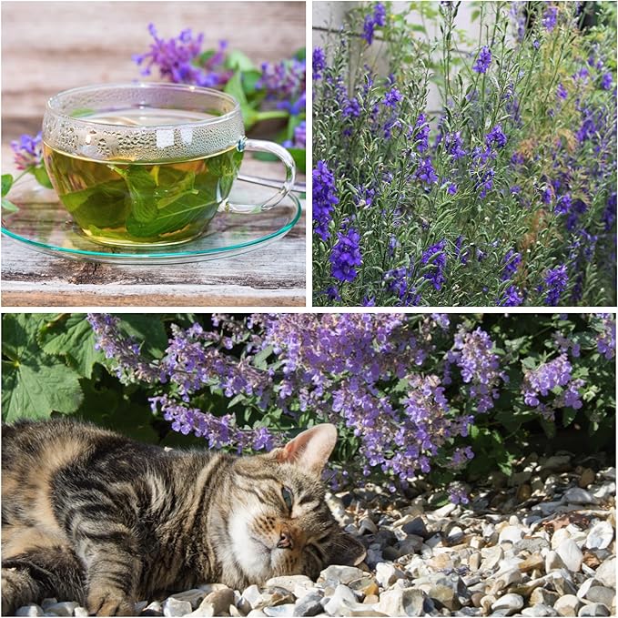 Seed Needs, Catmint Seeds for Cats - 600 Heirloom Seeds for Planting Nepeta mussinii - Perennial Flowering Medicinal Herb Non-GMO & Untreated (5 Packs)