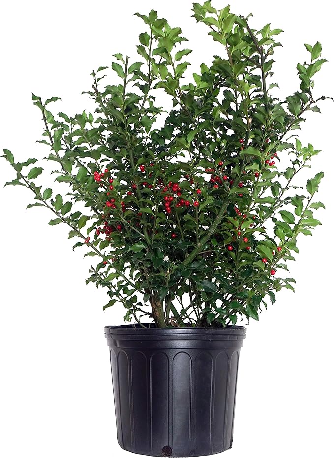 Ilex X meserveae 'Blue Princess' (Blue Holly) Evergreen, #3 - Size Container