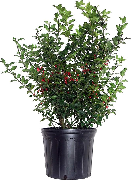 Ilex X meserveae 'Blue Princess' (Blue Holly) Evergreen, #3 - Size Container