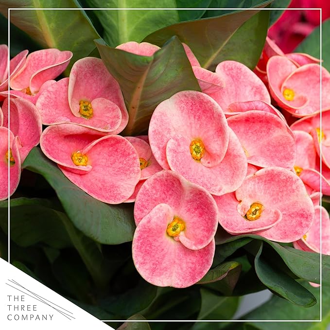 Live Crown of Thorns (Euphorbia Milii) - Light Pink Blooms - Long Lasting Flowers - Beautiful Spring Décor - 8" Tall by 5" Wide