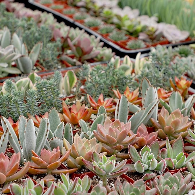 Altman Plants, Bulk Succulents Plants Live Houseplants (20PK), Live Succulents Live Plants Live House Plants Indoors Live, Live Cactus Plants Live Succulent Plants Live Indoor Plants Live Houseplants
