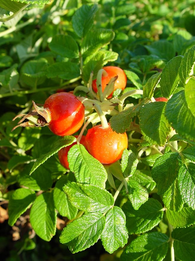 Rosa rugosa (Rugosa Rose) Rose, pink flowers, #2 - Size Container