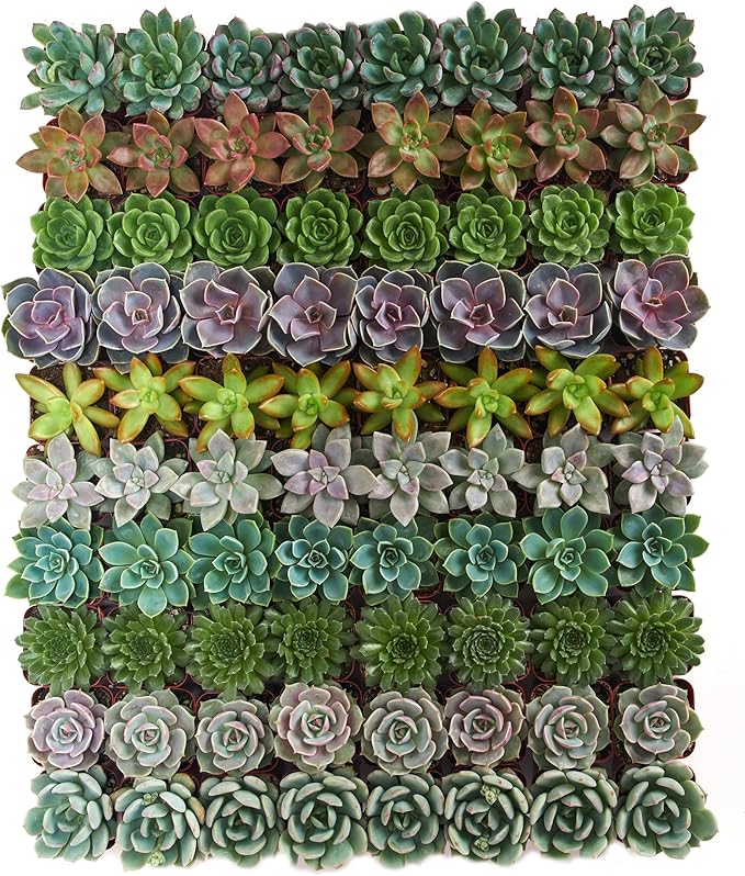 Shop Succulents Rosette Succulent Plant Pack Collection - Live Mini Succulent Plants, Low Maintenance, Floral Shaped Mix of Colors & Textures - Wedding and Party Favors, Gift & Garden, Pack of 64