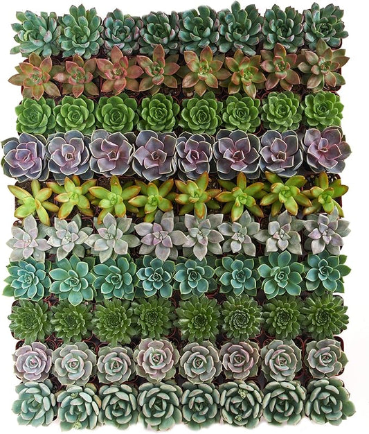 Shop Succulents Rosette Succulent Plant Pack Collection - Live Mini Succulent Plants, Low Maintenance, Floral Shaped Mix of Colors & Textures - Wedding and Party Favors, Gift & Garden, Pack of 64