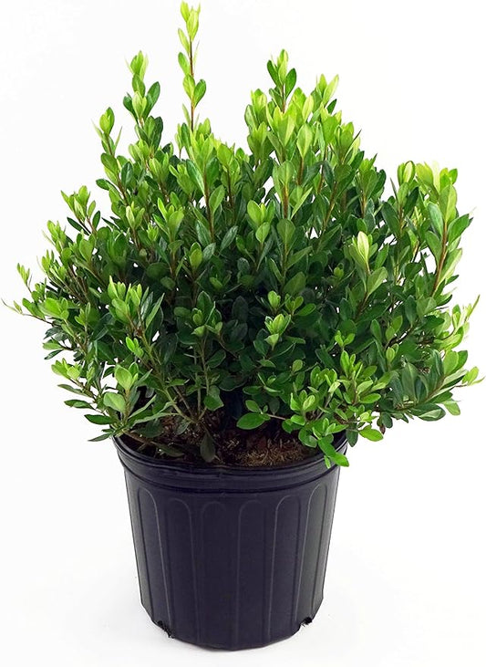 Azalea 'Blaauw's Pink' (Azalea) Shrub, salmon pink, #3 - Size Container