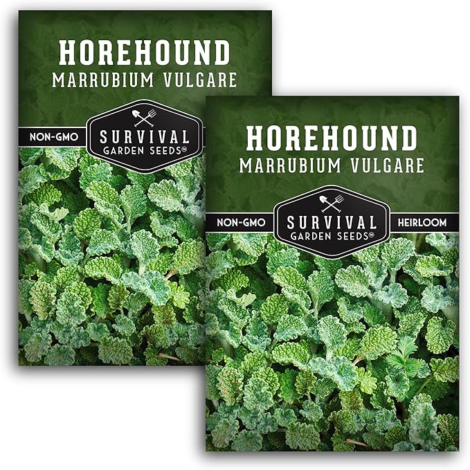 Horehound Seed for Planting - 2 Packets with Instructions to Plant and Grow Beneficial Marrubium Medicinal Herbs in Your Home Vegetable Garden - Non-GMO Heirloom Variety - Survival Garden Seeds
