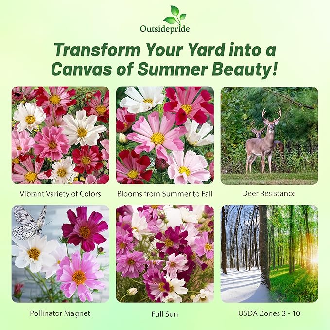 Outsidepride 250 Seeds Annual Cosmos Bipannatus Sea Shells Cut Flower Seed Mix for Planting