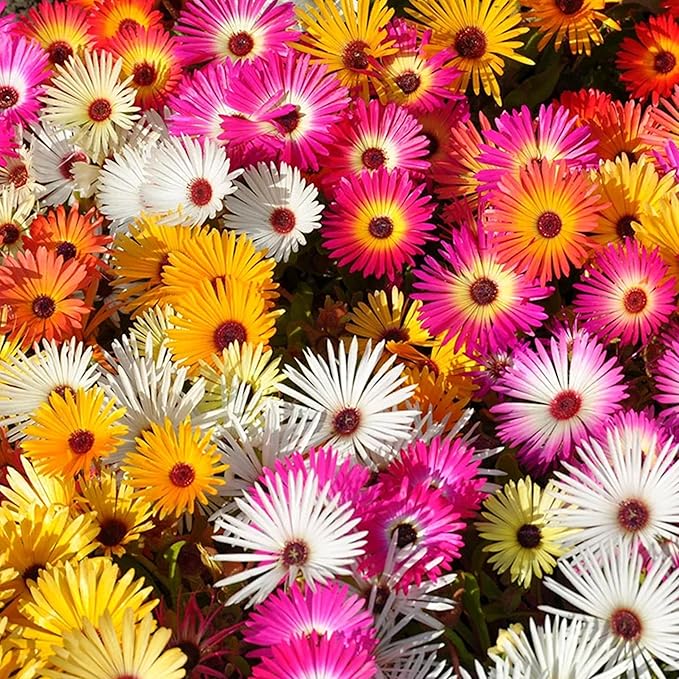 KVITER 6,000 Ice Plant seeds (Dorotheanthus Bellidiformis) – Livingstone Daisy Flower Seeds, Annual Heirloom seeds – Perfect Flowering Ground Cover seeds for Planting In Garden, Rock Beds & Containers