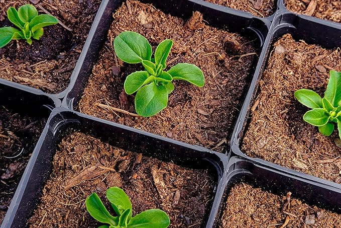 500 Buttercrunch Lettuce Seeds for Planting - Heirloom Non-GMO Vegetable Seeds for Planting - Hydroponics - Microgreens - AKA Butterhead Lettuce, Boston Lettuce, Bibb Lettuce Lactuca Sativa