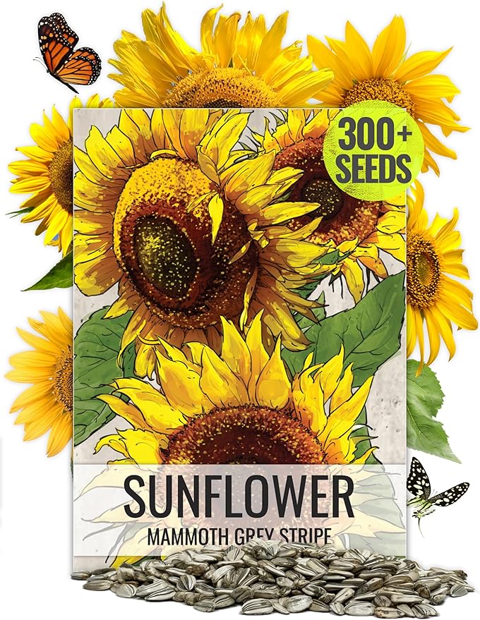 Seed Needs, 1 Ounce 300+ Mammoth Sunflower Seeds to Plant (Helianthus annuus Grey Stripe) Grow Tall Giant Sun Flowers! Flower Seeds Attract Bees and Birds to The Garden - Bulk